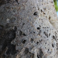 Ficus mollis Vahl